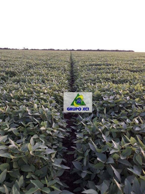 Fazenda-Sítio-Chácara, 1152 hectares - Foto 13