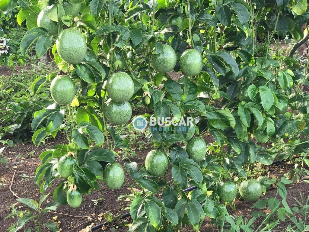 Fazenda à venda com 11 quartos, 440000M2 - Foto 68