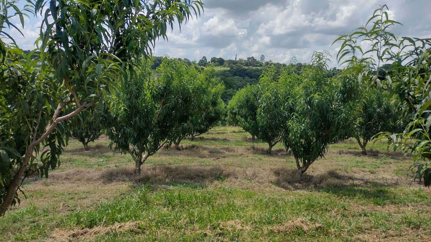 Fazenda à venda, 50000m² - Foto 10