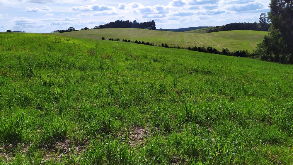 Fazenda à venda com 1 quarto, 24000m² - Foto 9