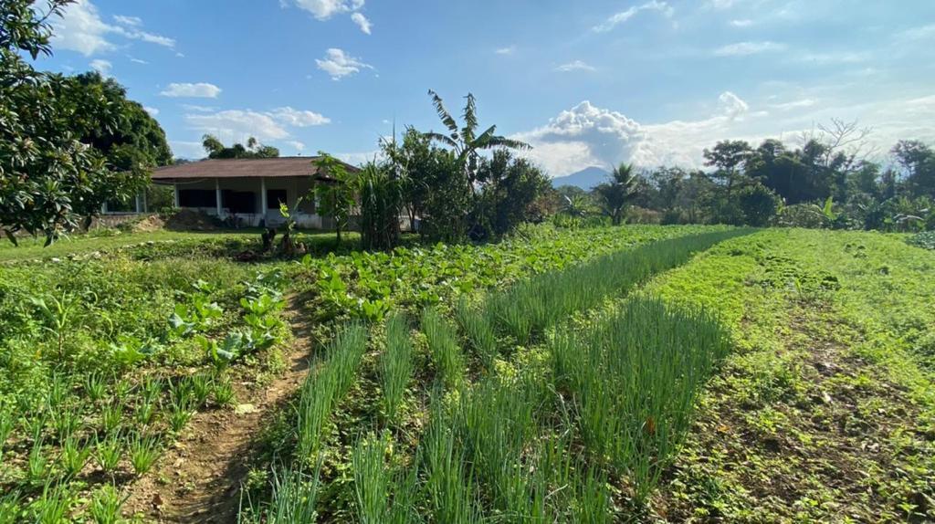 Fazenda à venda com 3 quartos, 12000m² - Foto 2