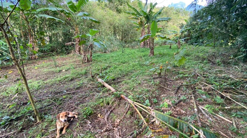 Fazenda à venda com 3 quartos, 12000m² - Foto 48