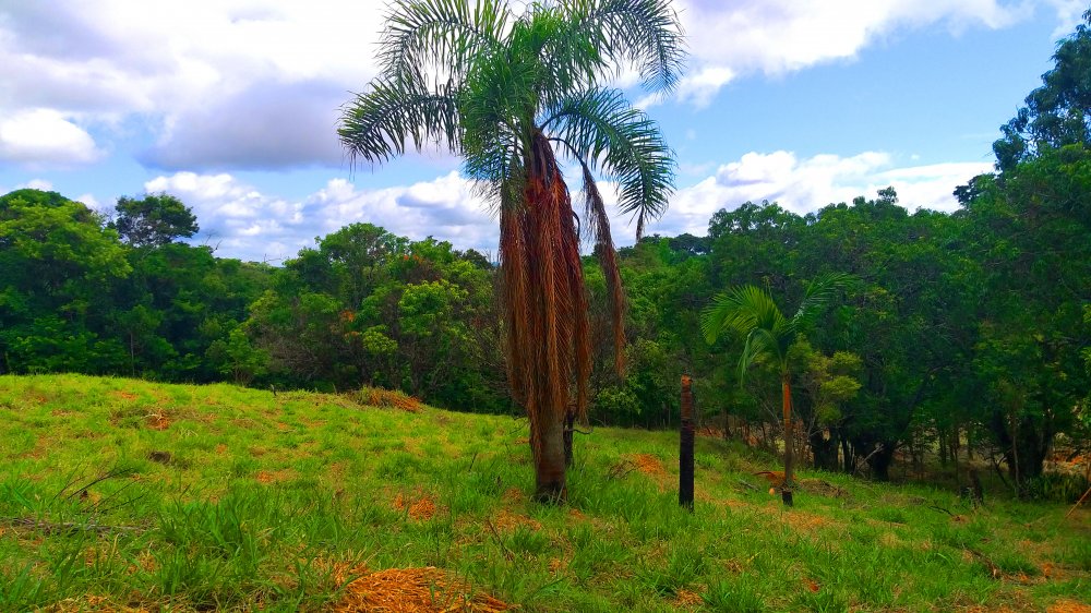 Terreno à venda, 1300m² - Foto 6