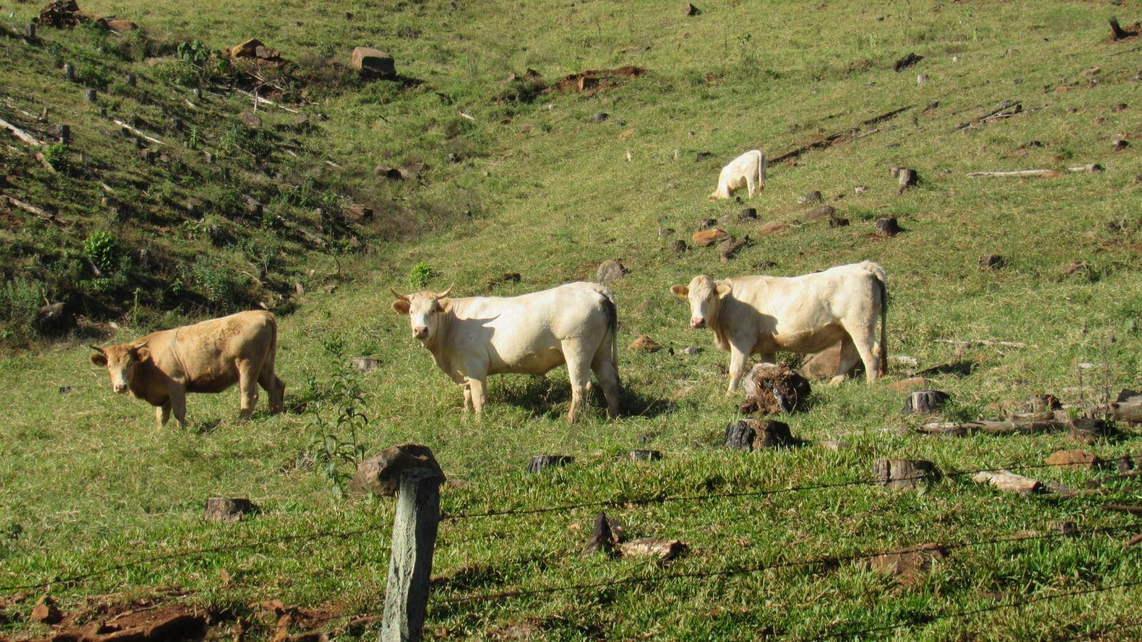 Fazenda à venda, 2240000m² - Foto 44