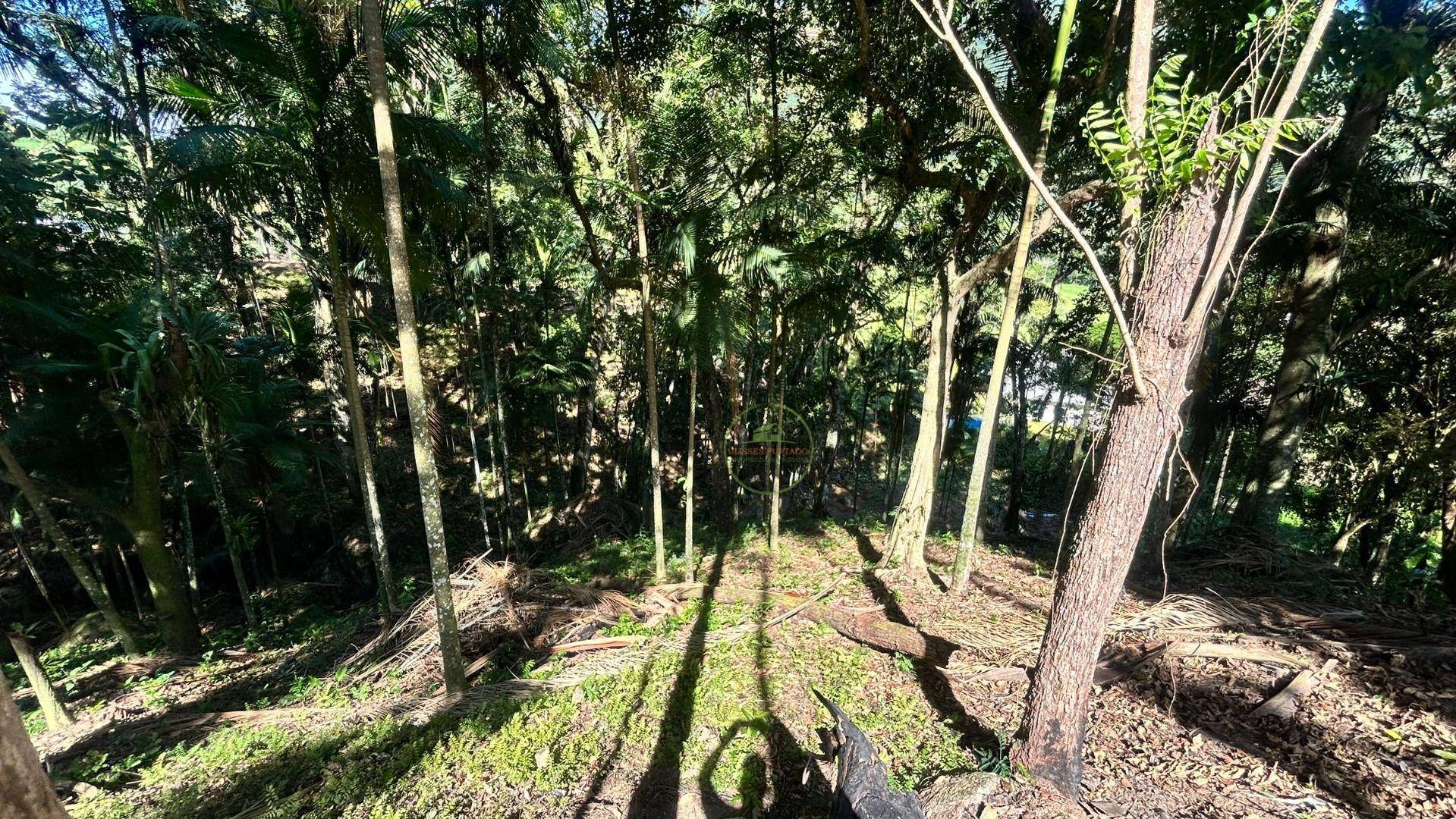 Chácara, 2 quartos, 6000 m² - Foto 3