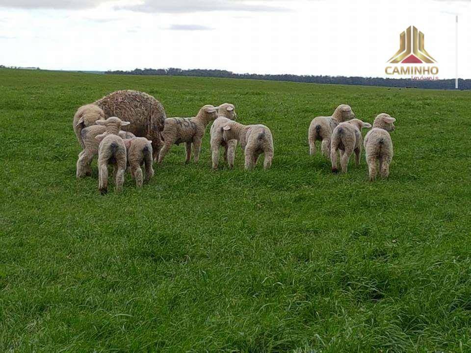 Fazenda à venda com 5 quartos, 33455000M2 - Foto 51