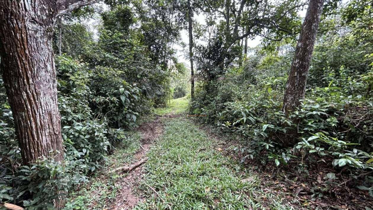 Terreno, 9 hectares - Foto 11