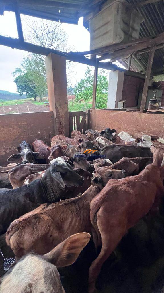 Sítio, 46 hectares - Foto 4