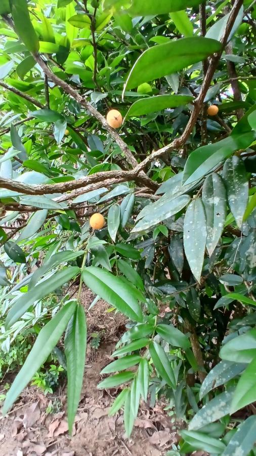 Fazenda à venda com 4 quartos, 2500m² - Foto 21