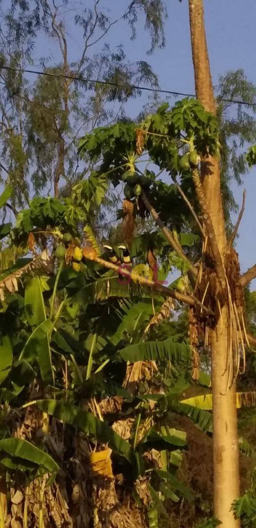 Sítio, 20 hectares - Foto 23