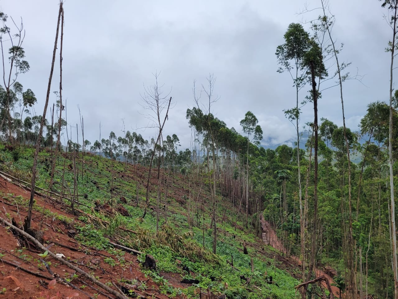 Terreno, 3 hectares - Foto 5