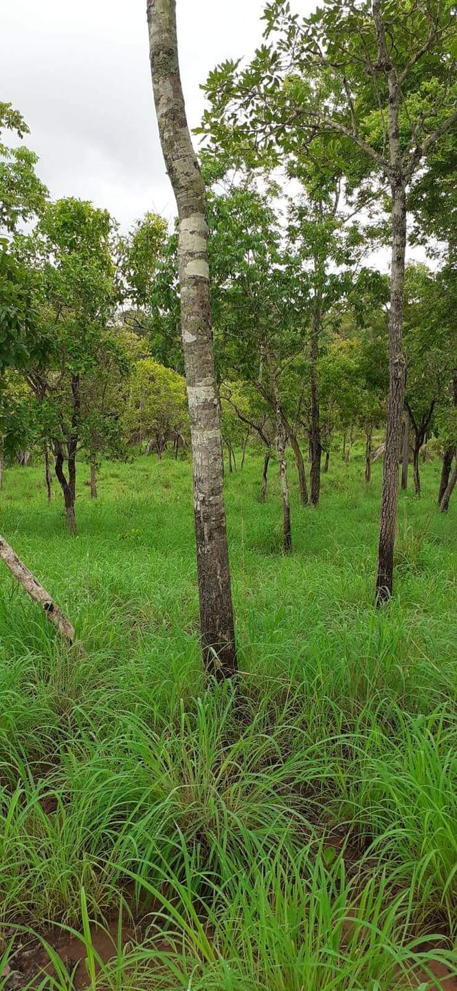 Fazenda à venda com 3 quartos, 10m² - Foto 7