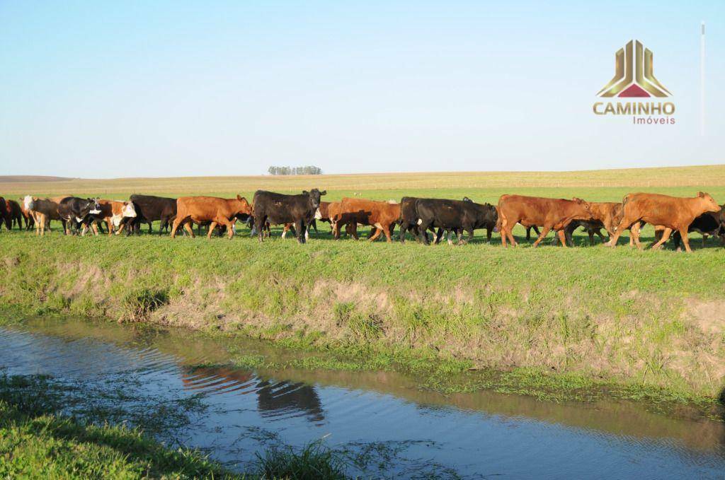 Fazenda à venda com 5 quartos, 33455000M2 - Foto 39