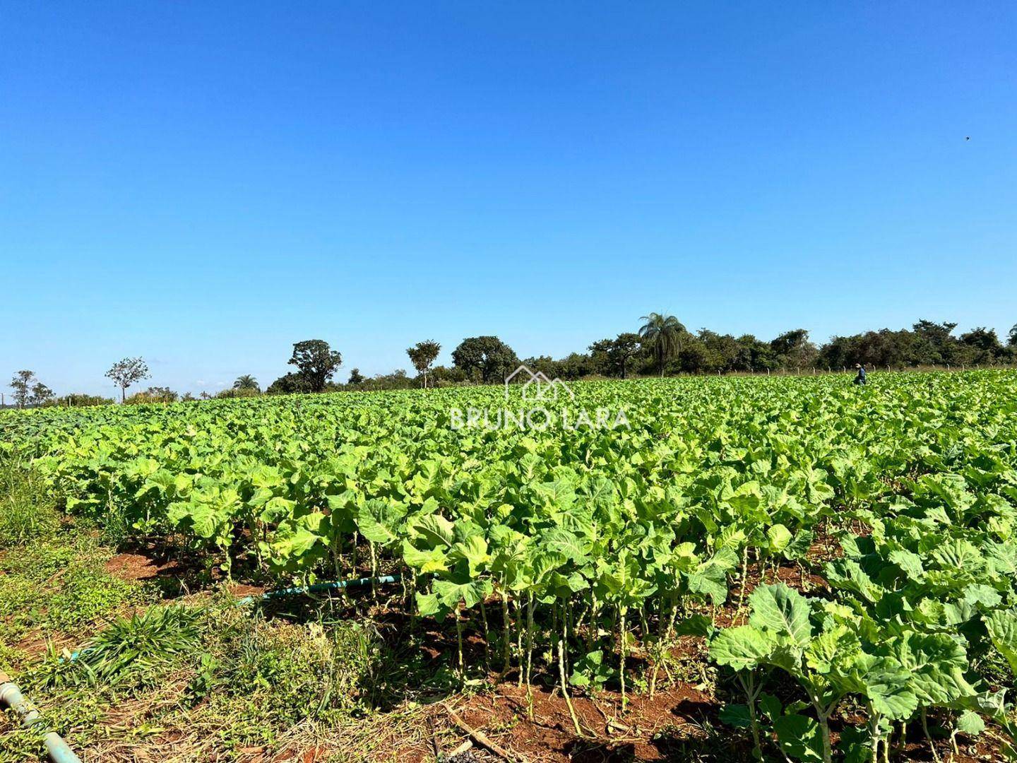 Fazenda à venda com 6 quartos, 1200m² - Foto 16