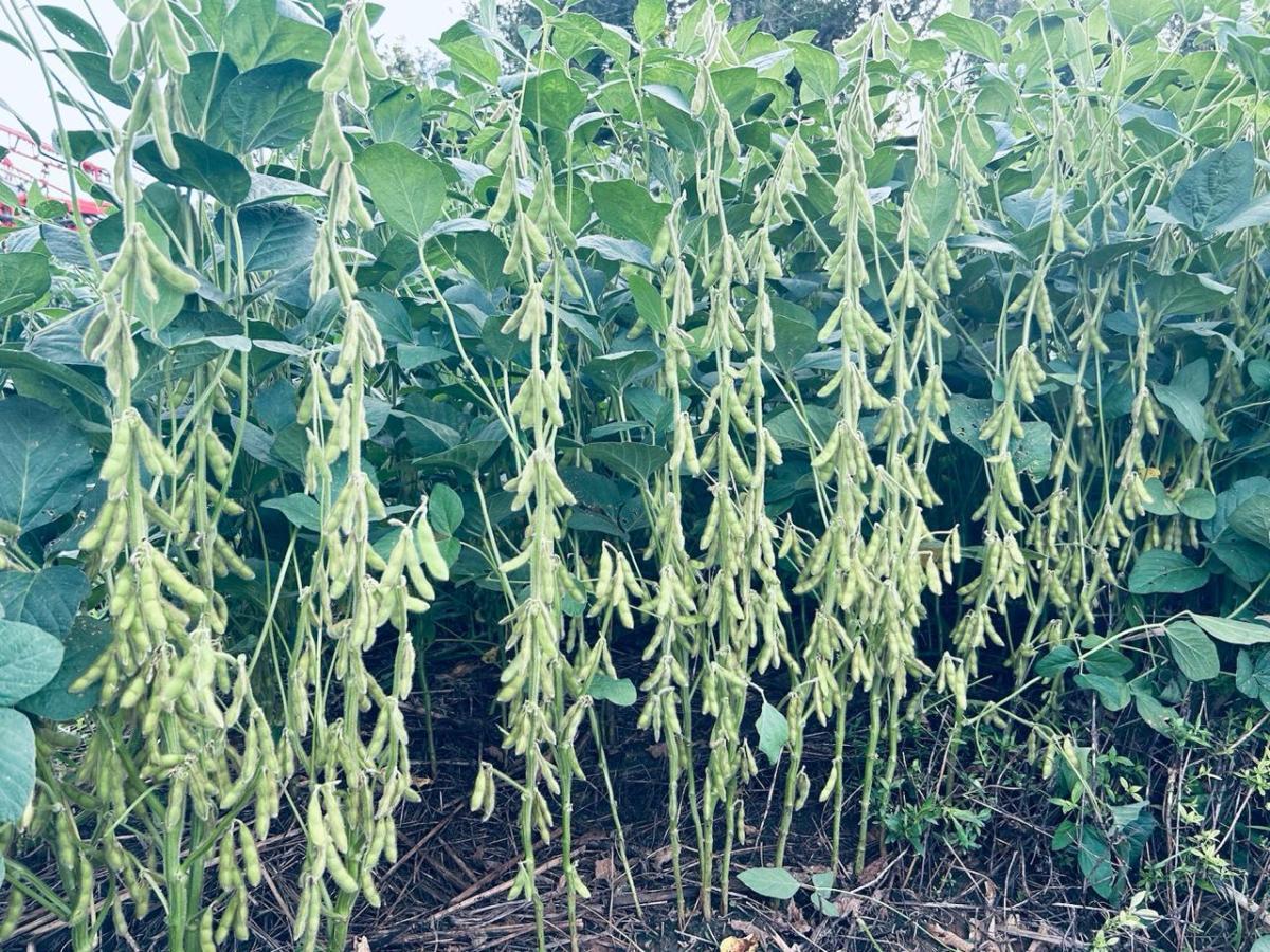 Fazenda à venda, 1m² - Foto 4