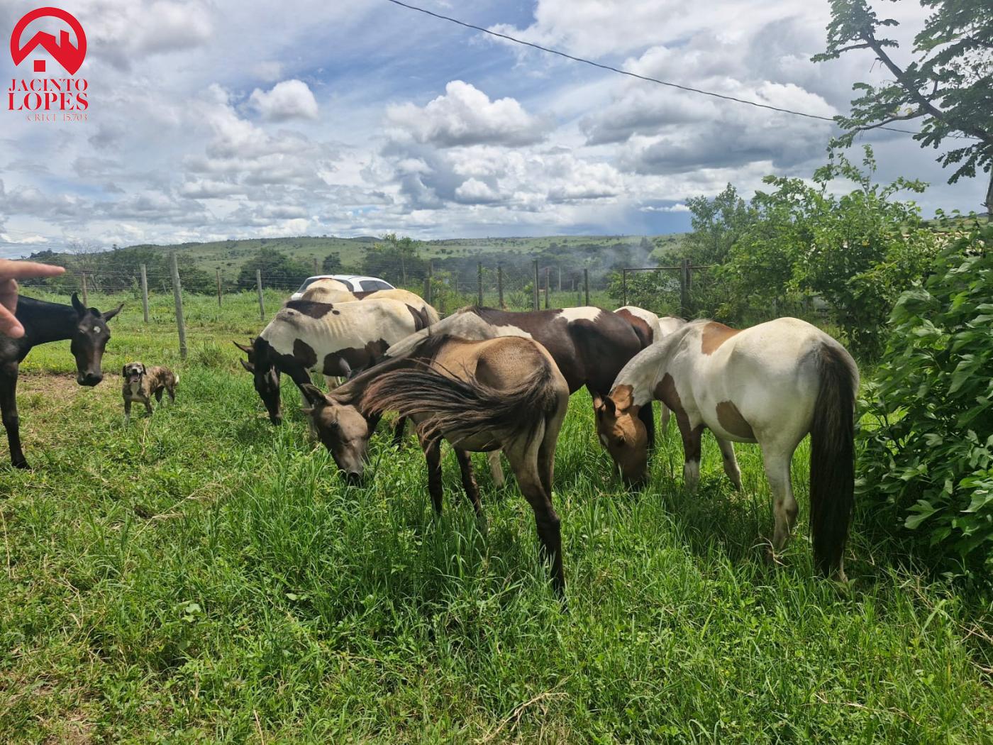 Fazenda à venda com 2 quartos, 120m² - Foto 16