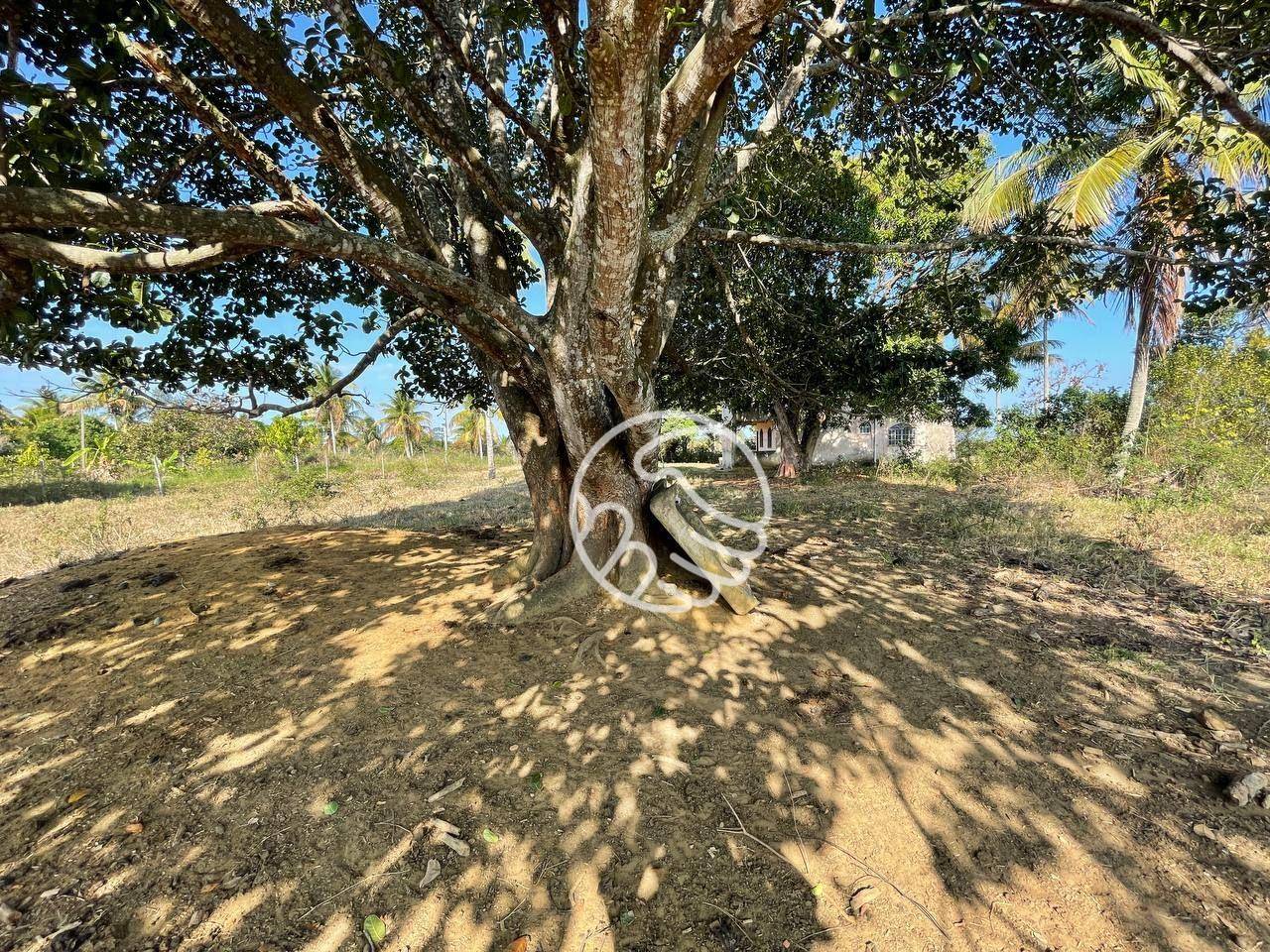 Sítio, 12 hectares - Foto 8