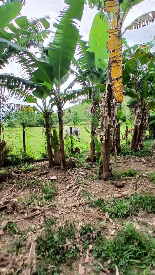 Fazenda à venda com 4 quartos, 2500m² - Foto 18