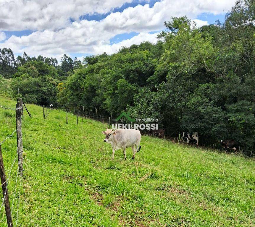 Sítio à venda com 3 quartos, 133100M2 - Foto 6