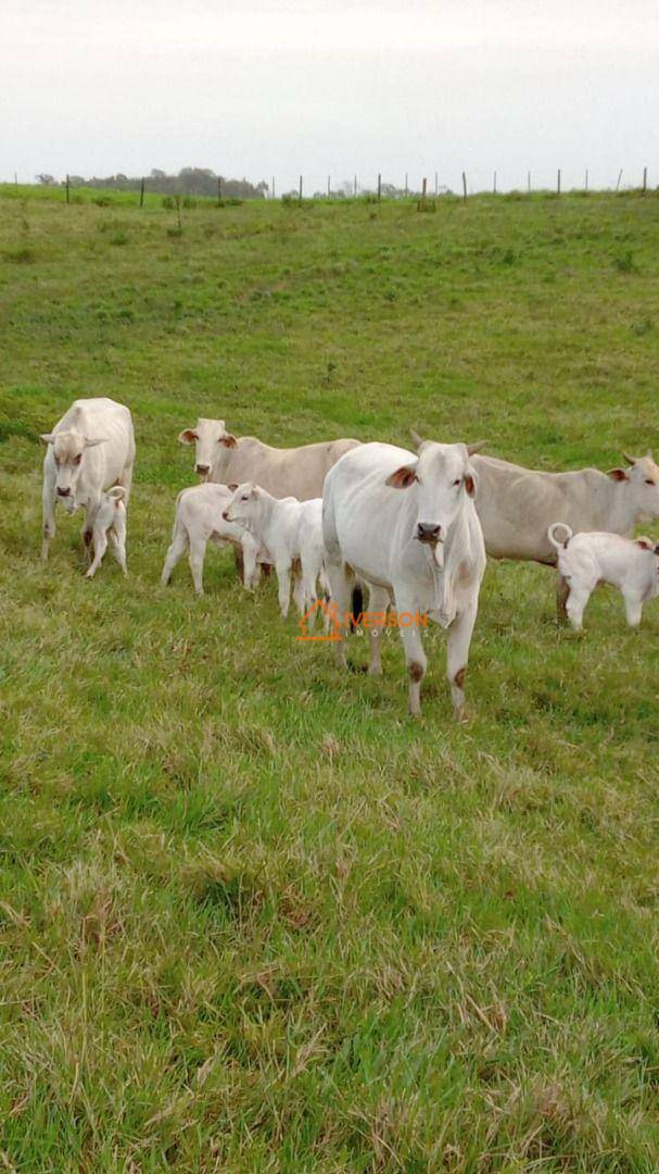 Fazenda à venda com 2 quartos, 2662000M2 - Foto 16