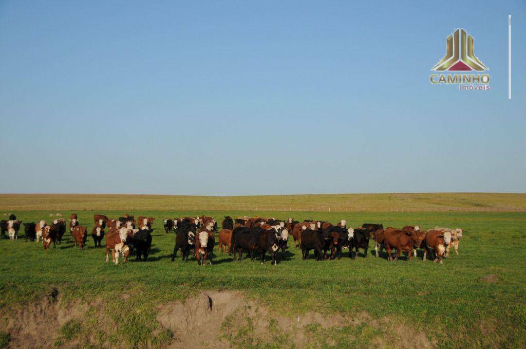 Fazenda à venda com 5 quartos, 33455000M2 - Foto 12