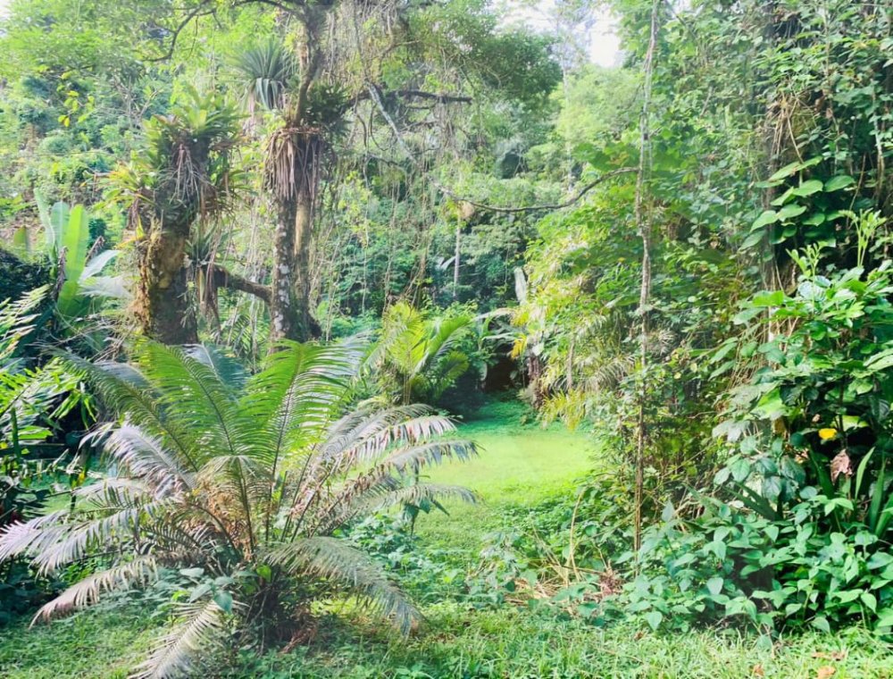 Chácara para alugar com 3 quartos, 5000m² - Foto 23