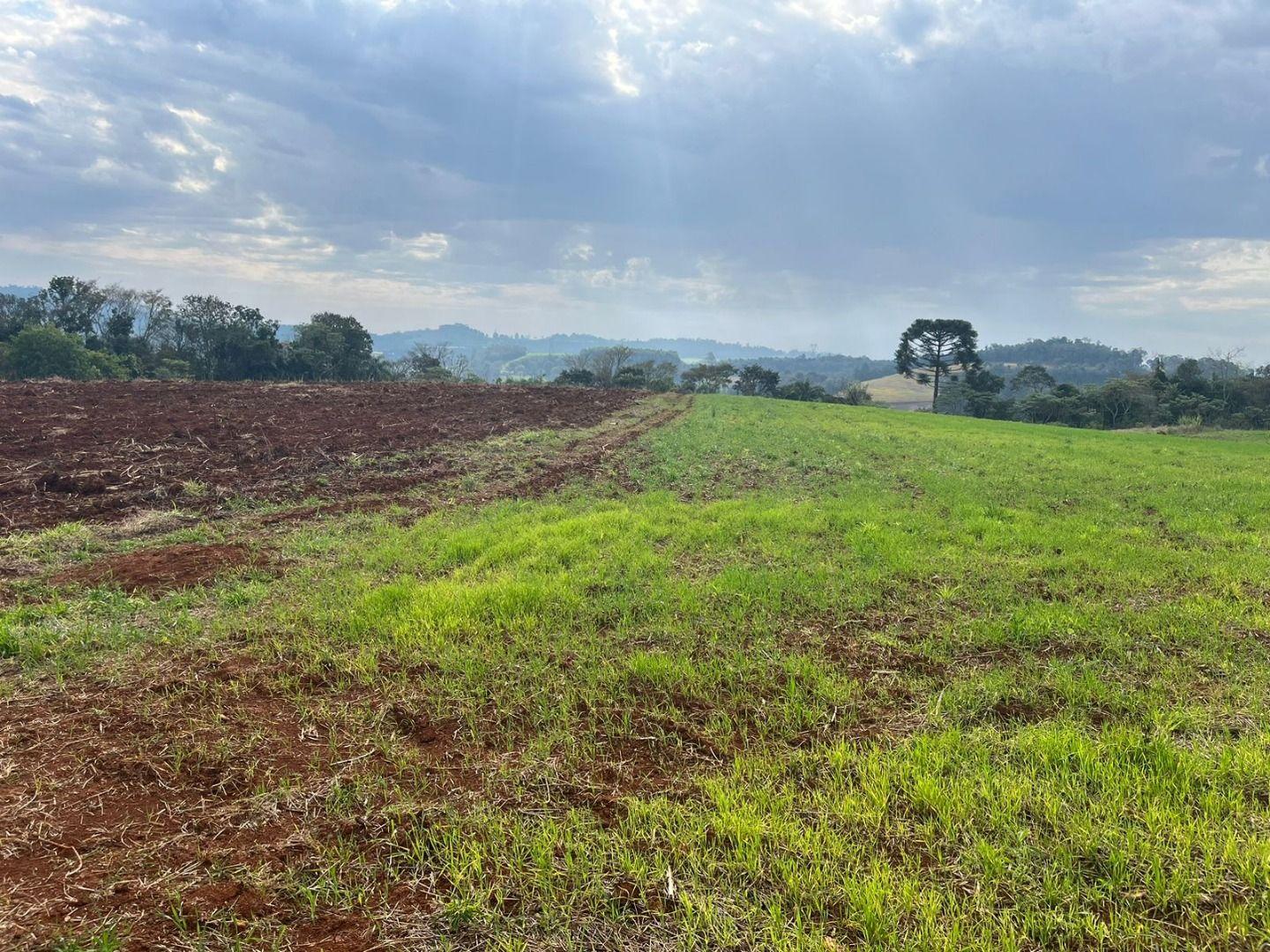 Terreno à venda, 30000m² - Foto 5