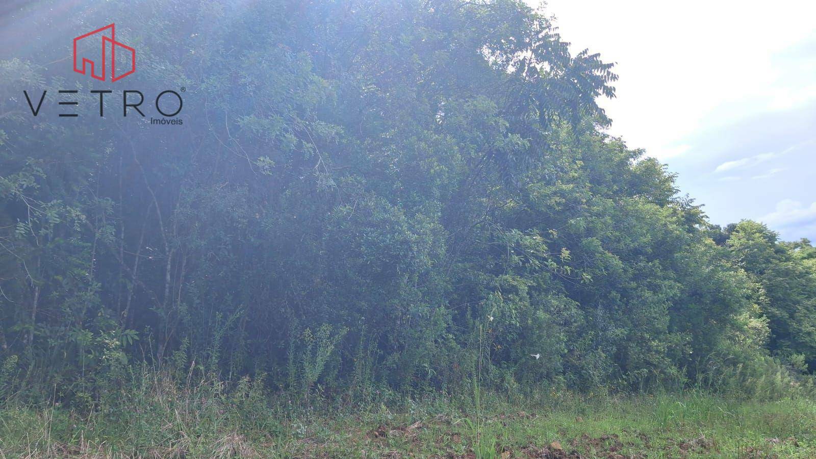 Sítio, 7 hectares - Foto 5