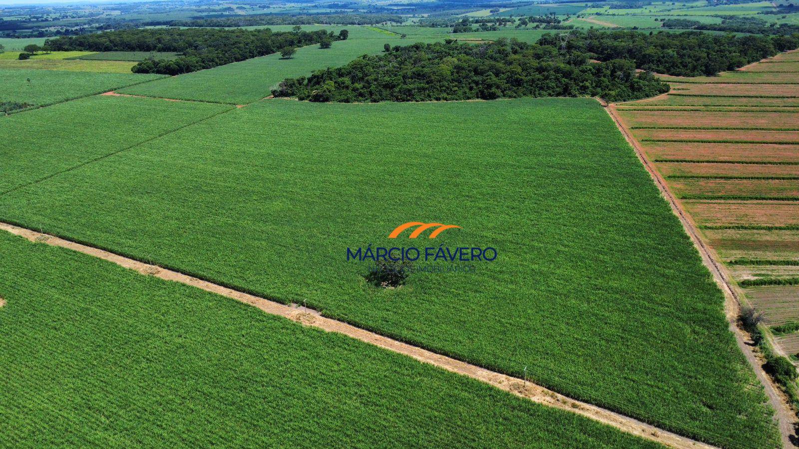 Sítio, 79 hectares - Foto 3