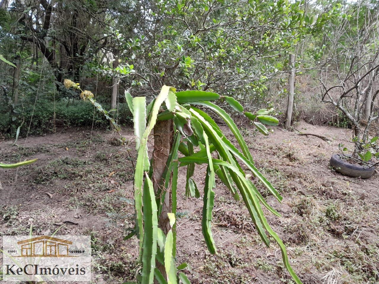 Fazenda à venda com 3 quartos, 1000m² - Foto 20