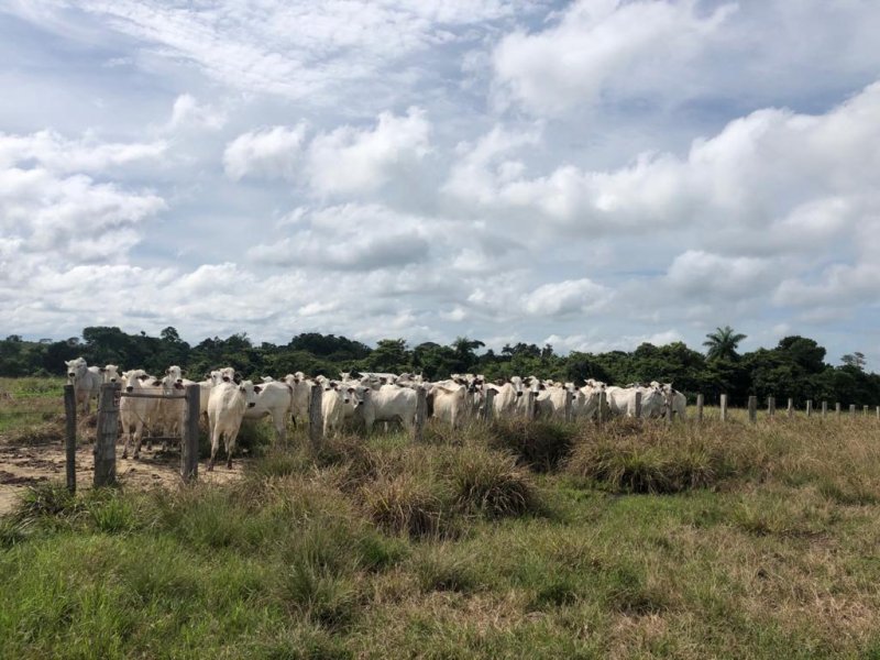 Fazenda à venda, 17125m² - Foto 24