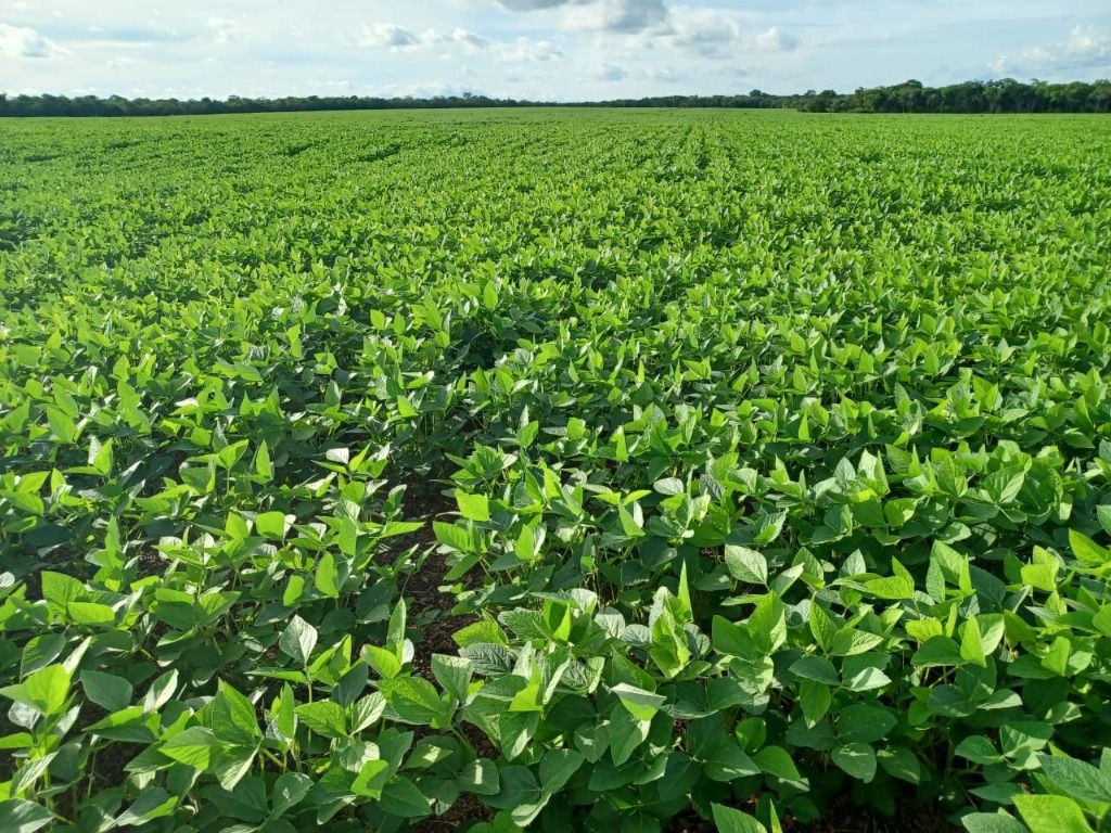 Fazenda à venda, 31060000M2 - Foto 5