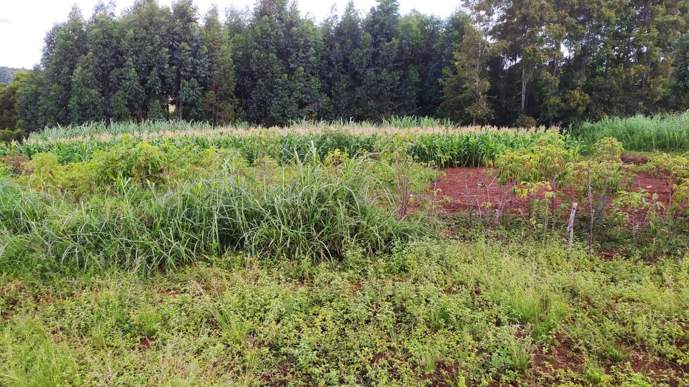 Fazenda à venda com 1 quarto, 2m² - Foto 20