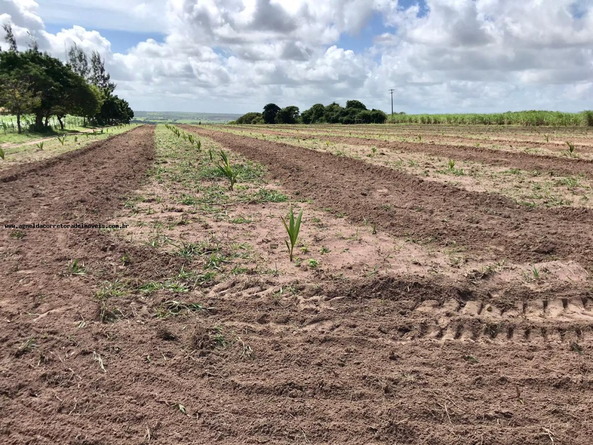 Fazenda à venda com 3 quartos, 13m² - Foto 19