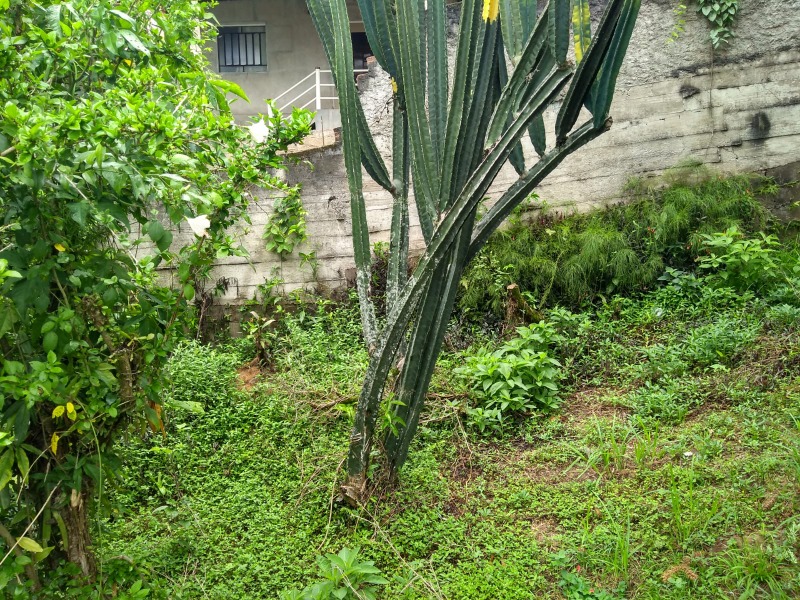 Terreno à venda, 800 - Foto 4