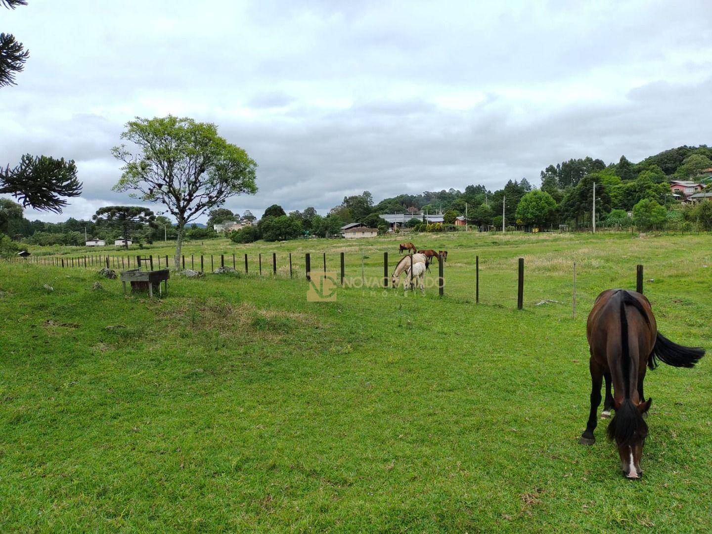 Sítio, 3 quartos, 4 hectares - Foto 20