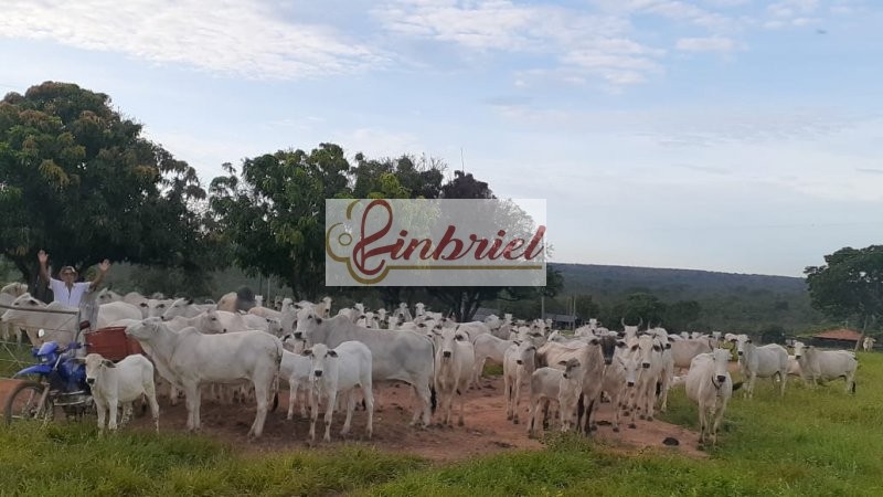 Fazenda à venda, 11000000m² - Foto 25