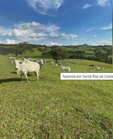 Fazenda, 147 hectares - Foto 3