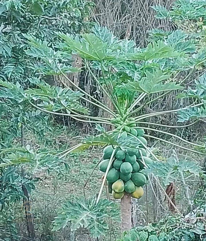 Chácara, 3 quartos, 7388 m² - Foto 4