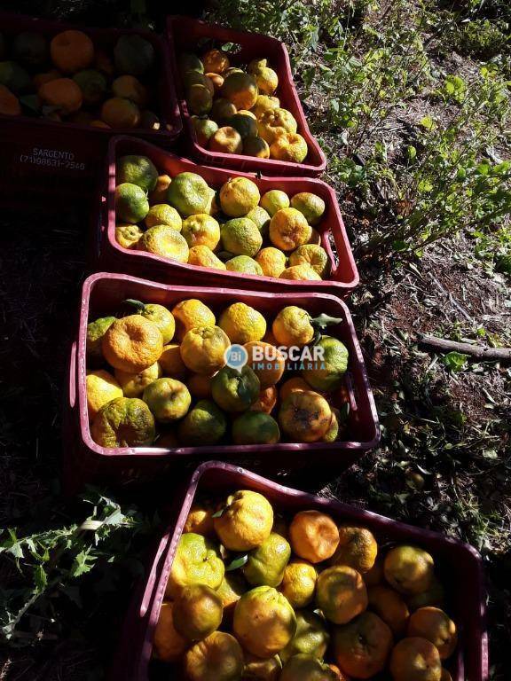 Fazenda à venda com 11 quartos, 440000M2 - Foto 78