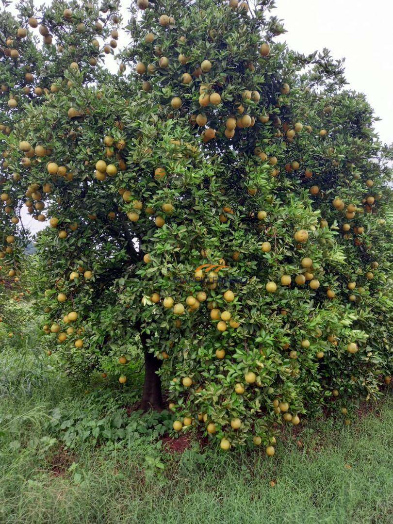 Fazenda-Sítio-Chácara, 225 hectares - Foto 3