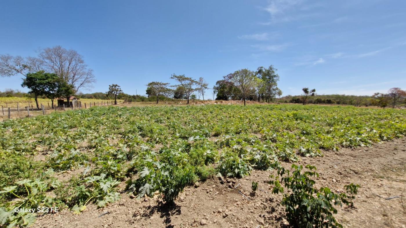 Fazenda à venda com 4 quartos, 1180000m² - Foto 14