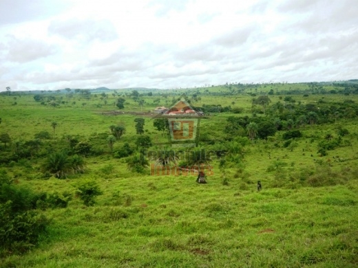 Fazenda-Sítio-Chácara, 1500 hectares - Foto 4