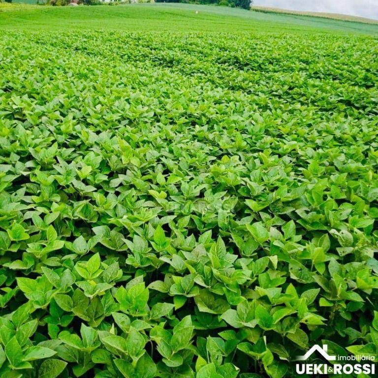 Fazenda, 225 hectares - Foto 1