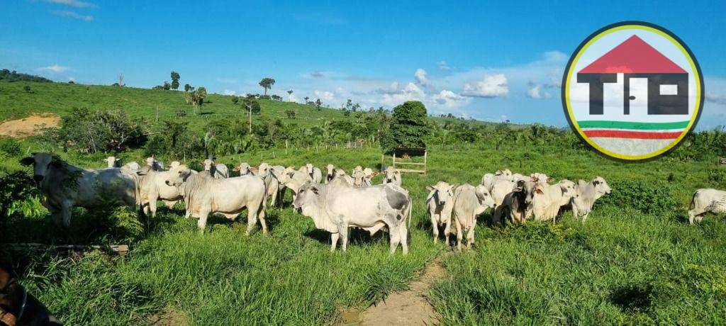 Fazenda à venda, 17085200M2 - Foto 4