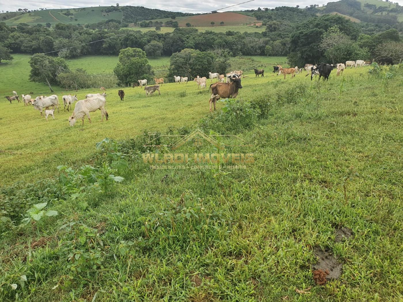 Fazenda à venda, 150m² - Foto 10