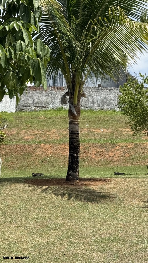 Terreno à venda, 392m² - Foto 13