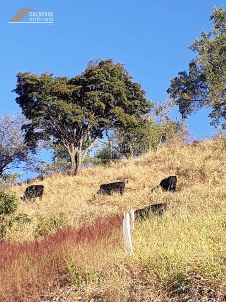 Chácara, 3 hectares - Foto 3