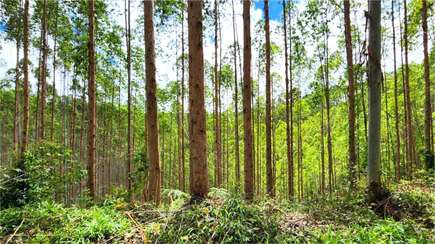 Fazenda-Sítio-Chácara, 156 hectares - Foto 3