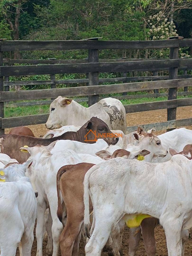 Fazenda à venda com 6 quartos, 1000m² - Foto 30